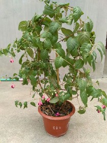校园里的我们
