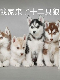 天上下來(lái)十二只狼