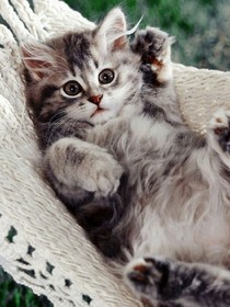 我的猫王子