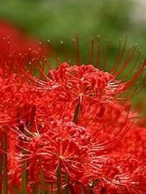 彼岸花的等待