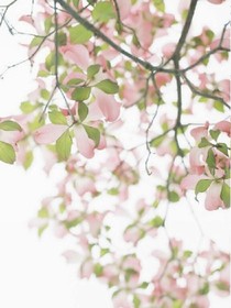 你若安好，我便离开。