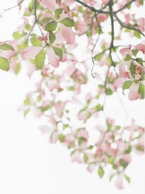 你若安好，我便晴天