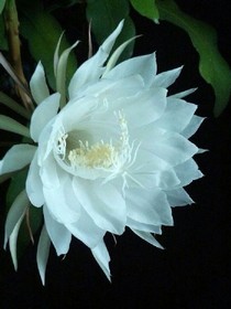 青春的曇花