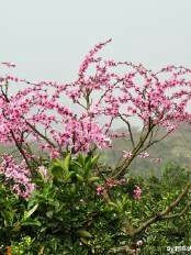十里桃花灼灼