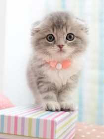 喵喵，我的猫咪小姐！