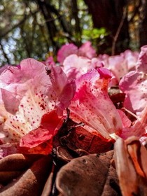 红莲花开