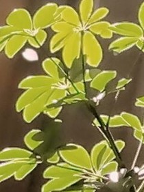 腹黑总裁的独宠宝贝