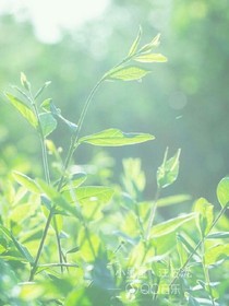 夏日戀愛通告