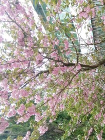 桃花小妖