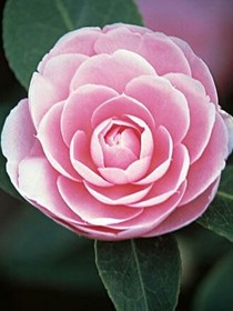 花之學(xué)院