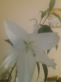 李想男神怪侠一枝花梅冰柔女神第四季