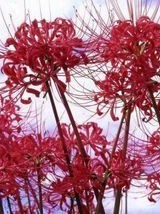 重生之彼岸