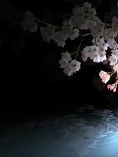 梦里梨花白