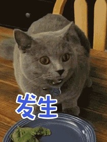 喵喵的奇妙之旅