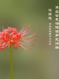 曼陀罗的回忆