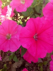 繁花之夏*黎涵悠梦