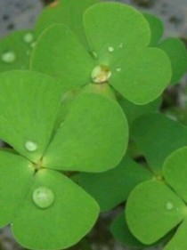 TFBOYS戀上女殺手_d732