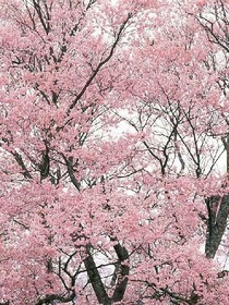 tfboys之櫻花校園