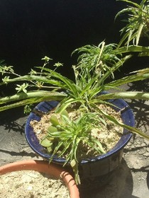 楚云志