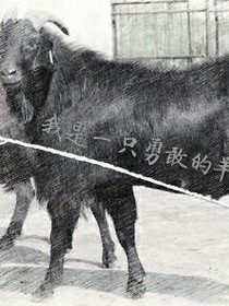 我是一只勇敢的羊——它的復(fù)仇