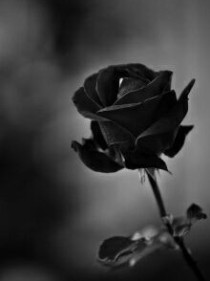 血色黑玫瑰