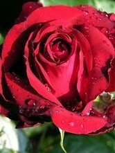 血薔薇44號(hào)