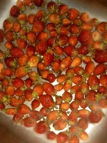 莺窗语记