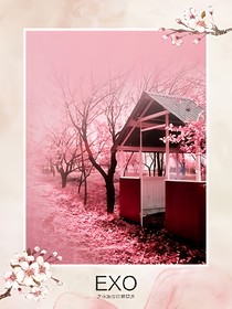 EXO之小妹你往哪里逃