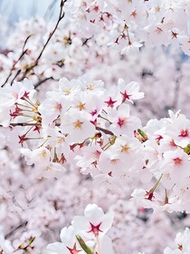 TFboys之唯一爱恋