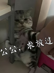 公公，求放过！