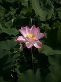 TFBoy的萌宝