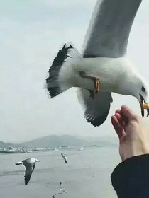 17歲的夢想