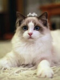 EXO之猫公主