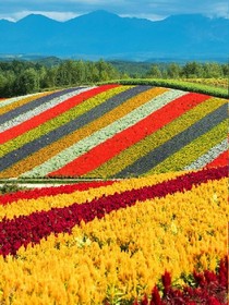 草木芊芊