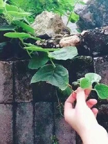 南海有树依