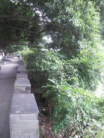 萌发青春成长日记