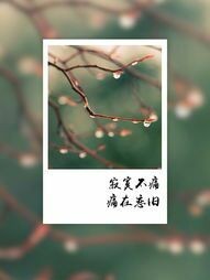 木槿回忆