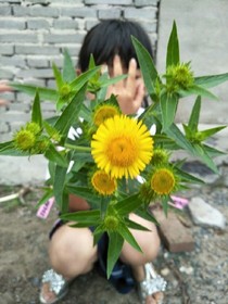 双子铁t