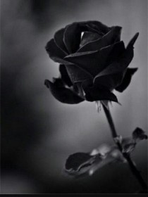 带刺的玫瑰之回到爱以前