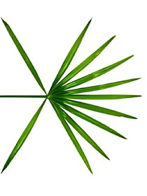 邊伯賢之死心
