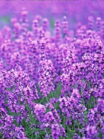 TFBOYS之薰衣草的花海~