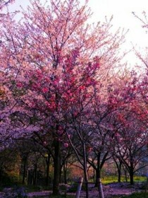 樱花未落