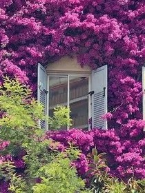 薰衣草的花语:等待爱情