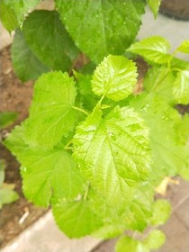 青梅竹马来