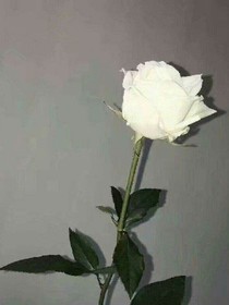 徐许星辰，都失去了。