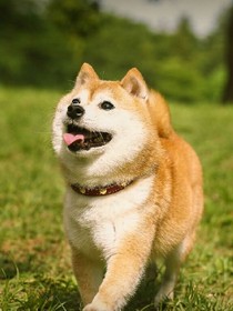 我和柴犬小雪的日常