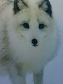 叶罗丽之雪狐