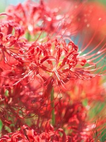 那生那世。那朵彼岸花