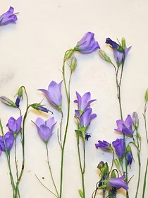 荷花幽香