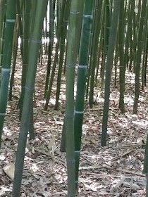 雾鸟